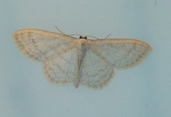 Cream Wave (Scopula floslactata)