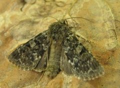 The Grey (Hadena caesia)