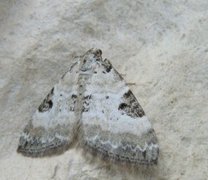 Pretty Pinion (Perizoma blandiata)