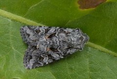 Smellefjellfly (Lasionycta proxima)