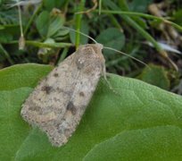 Mottled Rustic (Caradrina morpheus)