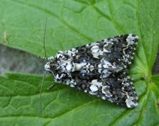 Marbled Coronet (Hadena confusa)