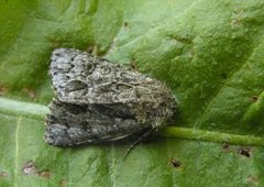 Broket kveldfly (Acronicta auricoma)