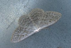Cream Wave (Scopula incanata)