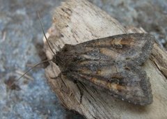 Pale Shining Brown (Polia bombycina)