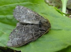 Large Dark Prominent (Notodonta torva)