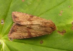 Reddish Light Arches (Apamea sublustris)