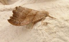 Scalloped Hook-tip (Falcaria lacertinaria)
