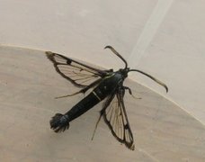 Oreglassvinge (Synanthedon spheciformis)