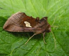 Storflekket metallfly (Autographa bractea)