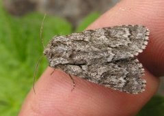 Broket kveldfly (Acronicta auricoma)