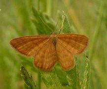 Brun engmåler (Idaea serpentata)