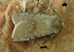 Ashworth's Rustic (Xestia ashworthii)
