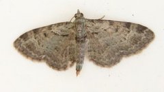 Green Pug (Pasiphila rectangulata)