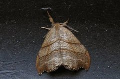 Scalloped Hook-tip (Falcaria lacertinaria)