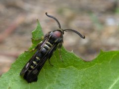Raspberry Clearwing (Pennisetia hylaeiformis)