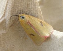 Clouded Buff (Diacrisia sannio)