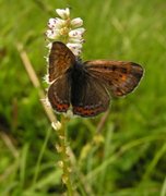Violet Copper (Lycaena helle)