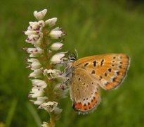 Violet Copper (Lycaena helle)