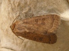 The Uncertain (Hoplodrina octogenaria)