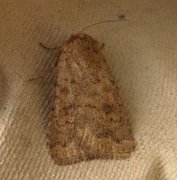 Mottled Rustic (Caradrina morpheus)