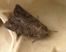 Pale Shining Brown (Polia bombycina)