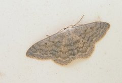 Cream Wave (Scopula incanata)