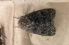 Blågrått kveldfly (Acronicta euphorbiae)