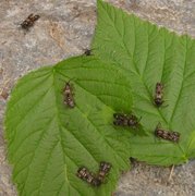 Raspberry Clearwing (Pennisetia hylaeiformis)