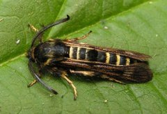 Raspberry Clearwing (Pennisetia hylaeiformis)