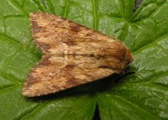 Gulbrunt engfly (Apamea sublustris)