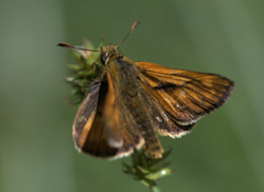 Large Skipper (Ochlodes sylvanus)