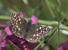 Grizzled Skipper (Pyrgus malvae)