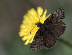 Dingy Skipper (Erynnis tages)