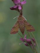 Liten snabelsvermer (Deilephila porcellus)