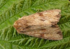 Reddish Light Arches (Apamea sublustris)