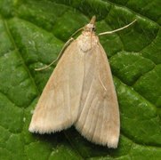 Pale Straw Pearl (Udea lutealis)
