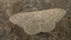 Cream Wave (Scopula incanata)