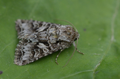 Gulflekkfly (Hada plebeja)