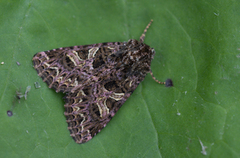 Fiolett nellikfly (Sideridis rivularis)