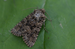 Brunt nellikfly (Hadena perplexa)