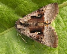 Fjellmetallfly (Syngrapha diasema)