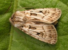 Fjelljordfly (Agrotis fatidica)