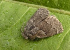 Pale Eggar (Trichiura crataegi)