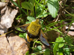 Bredkantet humlesvermer (Hemaris fuciformis)