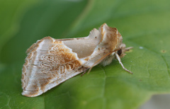Buff Arches (Habrosyne pyritoides)