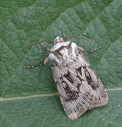 Fjelljordfly (Agrotis fatidica)