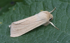 Halmgult gressfly (Mythimna pallens)