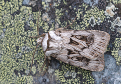 Fjelljordfly (Agrotsi fatidica)