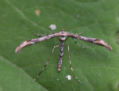 Bakkestjernefjærmøll (Oidaematophorus rogenhoferi)